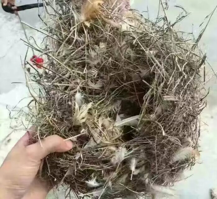 bsports必一网页版