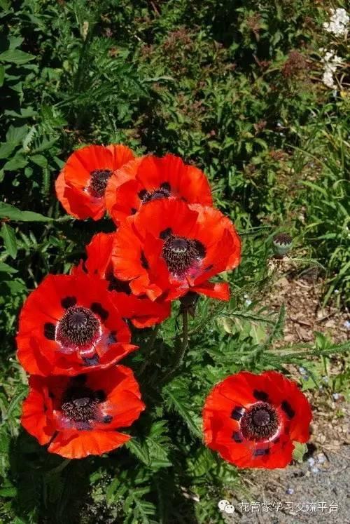 名为《楚辞》中美丽男孩的名字的小老鼠“bsports必一网页版”(图1) bsports必一网页版